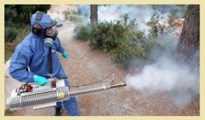 خدمة رش مبيدات حشرية ومكافحة حشرات بالمدينة المنورة